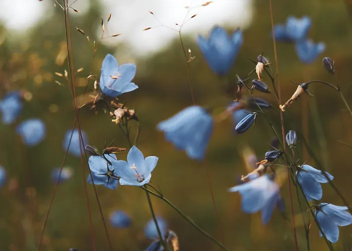Solheim Lofoten - Luxury On Private Peninsula Villa Digermulen