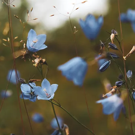 Solheim Lofoten - Luxury On Private Peninsula Villa Digermulen